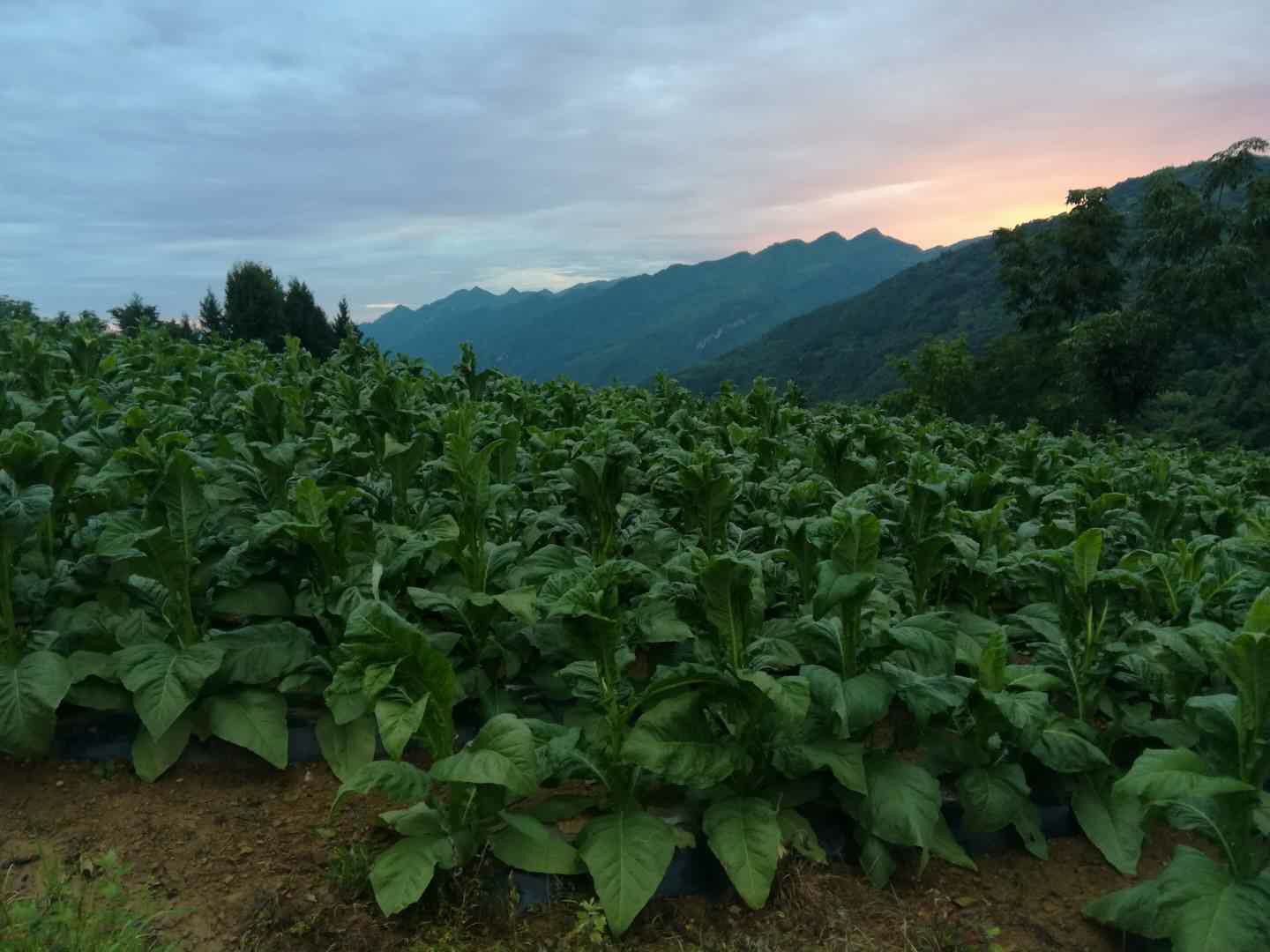 2018年园山村烤烟产业 (1)~1.jpg