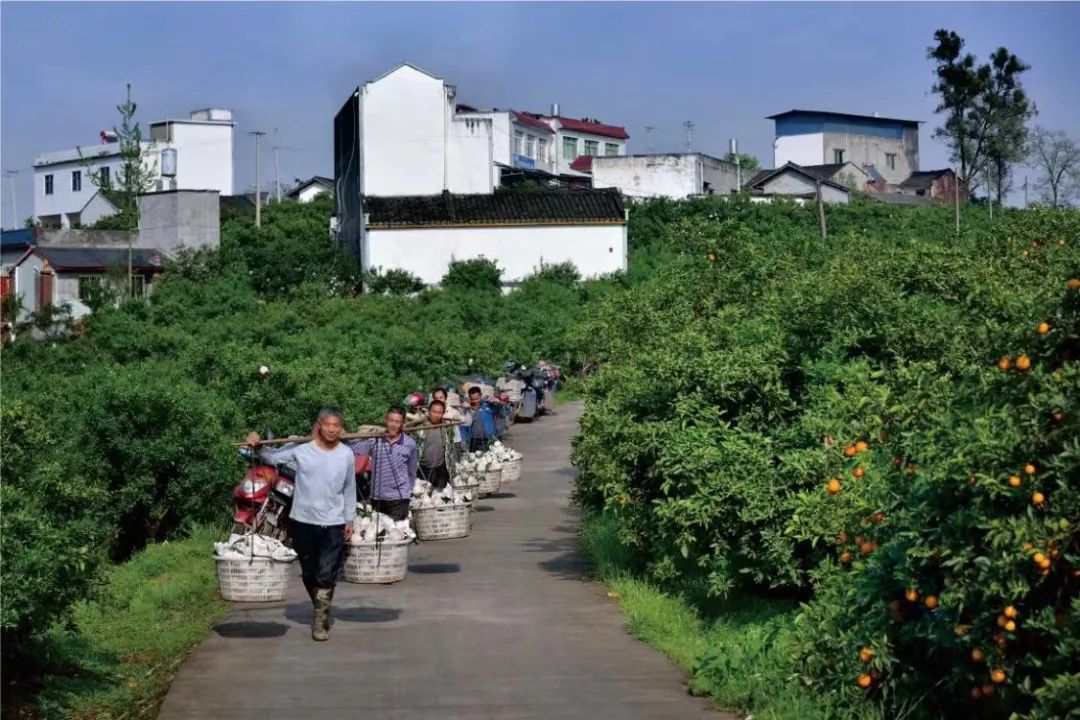 眉山市彭山区实施“党建赋能”行动 推动村集体经济不断壮大提质